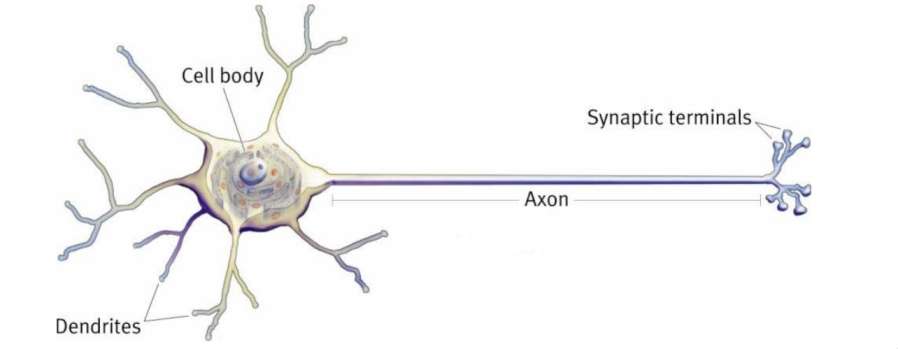 یک نورون بیولوژیکی (سلول عصبی)